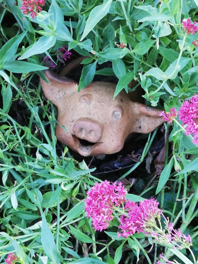 Appartamento Au Cochon Qui Rit Flines-Les-Mortagne Esterno foto